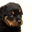 Rottweiler01