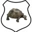 shieldpadda